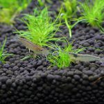 立ち上げから20日目　オトシンクルス